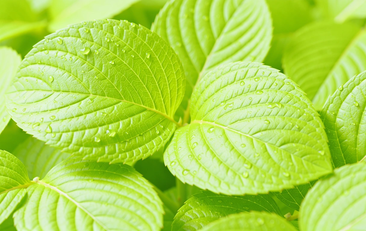 Nutrition och Hälsa